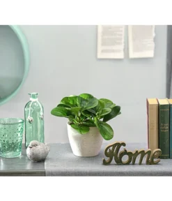 Peperomie - Peperomia Obtusifolia 'Lime' -Pflanzen Promotion Geschäft 8243057 PR MO 001 PeperomiaOptusifoliaDehnerExpressHerzig