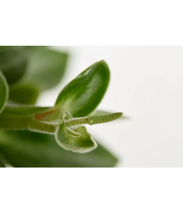 Peperomie - Peperomia Orba 'Pixie Lime' 2 Peperomie - Peperomia Orba 'Pixie Lime' – Bild 2