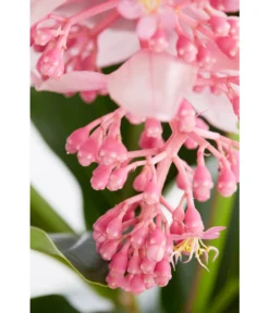 Medinille - Medinilla Magnifica 6 Medinille - Medinilla Magnifica -Pflanzen Promotion Geschäft 8243503 PR DE 002 MednillaMagnificaMedinilleDehnerExpressZS