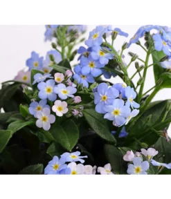 Vergissmeinnicht 'Myomark' -Pflanzen Promotion Geschäft 8244519 PR DE 001 MyosotisMyomarkT12DehnerExpressHerzig