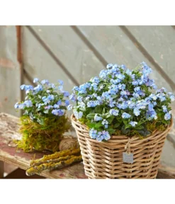 Vergissmeinnicht 'Myomark' -Pflanzen Promotion Geschäft 8244519 PR MO 001 MyosotisMyomarkBL2 5