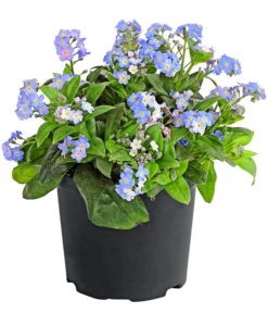 Vergissmeinnicht 'Myomark'