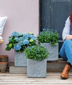 Vergissmeinnicht 'Myomark' -Pflanzen Promotion Geschäft 8244519 WE MO 001 Vergissmeinicht