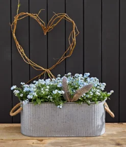 Vergissmeinnicht 'Myomark' -Pflanzen Promotion Geschäft 8244519 WE MO 002 VergissmeinnichtMyomark