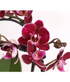 Midi Schmetterlingsorchidee - Phalaenopsis Cultivars, Zweitriebig, Verschiedene Sorten -Pflanzen Promotion Geschäft 8245052 PR DE 001 PhalaenposisHybrideT9DehnerExpressHerzig