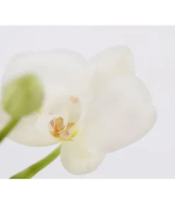Midi Schmetterlingsorchidee - Phalaenopsis Cultivars, Zweitriebig, Verschiedene Sorten -Pflanzen Promotion Geschäft 8245052 PR DE 001 PhalaenposisHybrideT9MidiOrchideeDehnerExpressZS