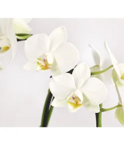 Midi Schmetterlingsorchidee - Phalaenopsis Cultivars, Zweitriebig, Verschiedene Sorten -Pflanzen Promotion Geschäft 8245052 PR DE 002 PhalaenposisHybrideT9DehnerExpressHerzig