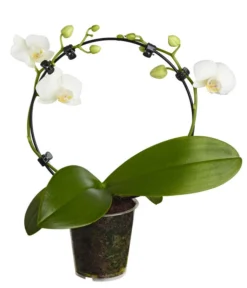 Midi Schmetterlingsorchidee - Phalaenopsis Cultivars, Zweitriebig, Verschiedene Sorten -Pflanzen Promotion Geschäft 8245052 PR FS 001 PhalaenposisHybrideT9MidiOrchideeDehnerExpressZS