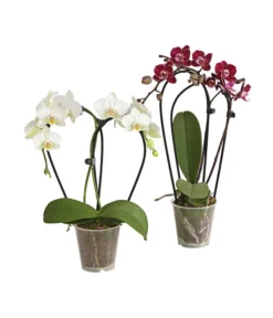 Midi Schmetterlingsorchidee - Phalaenopsis Cultivars, Zweitriebig, Verschiedene Sorten
