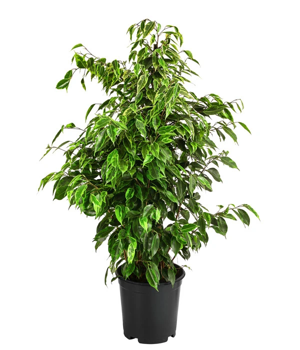 Birkenfeige - Ficus Benjamini 'Anastasia' 1 Birkenfeige - Ficus Benjamini 'Anastasia'
