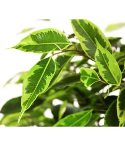 Birkenfeige - Ficus Benjamini 'Anastasia' 5 Birkenfeige - Ficus Benjamini 'Anastasia' -Pflanzen Promotion Geschäft 8248510 WE DE 002 FicusAnastasiaT21