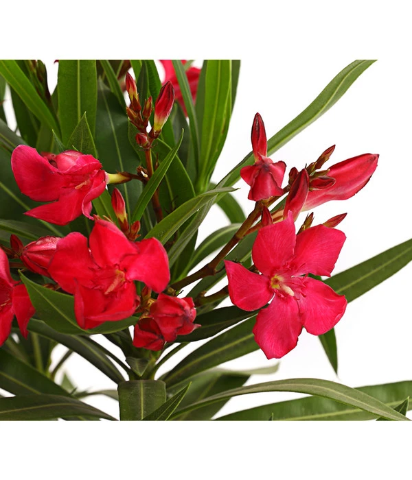 Oleander, Busch 4 Oleander, Busch – Bild 4