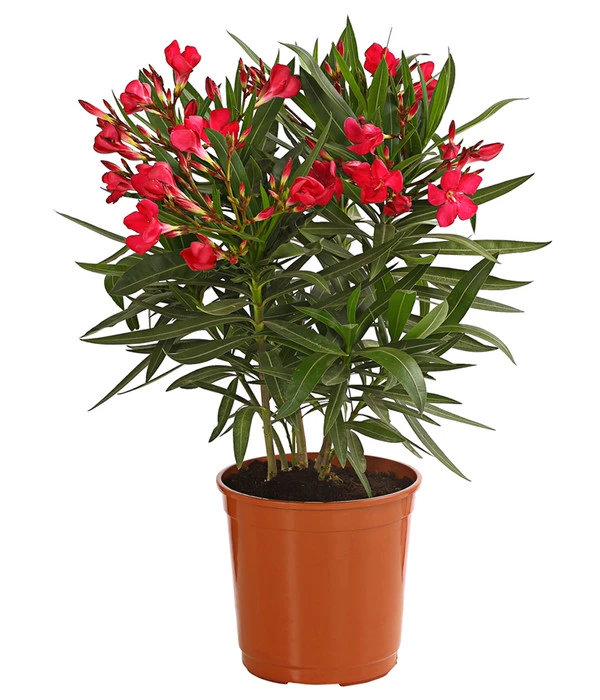 Oleander, Busch 1 Oleander, Busch