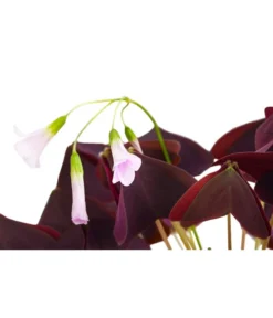 Dreieckiger Glücksklee - Oxalis Triangularis -Pflanzen Promotion Geschäft 8249385 PR DE 001 OxalisTringularisDehnerExpressHerzig