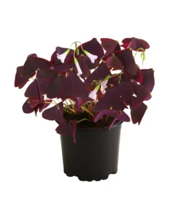 Dreieckiger Glücksklee - Oxalis Triangularis