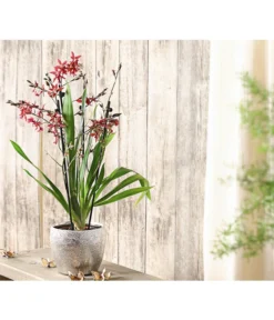 Burrageara-Orchidee - Burrageara 'Lazio' -Pflanzen Promotion Geschäft 8249591 PR MO 001 BurragearaLatioDuftT12DehnerExpressHerzig