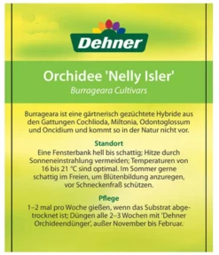 Burrageara-Orchidee - Burrageara Cultivars 'Nelly Isler' -Pflanzen Promotion Geschäft 8251266 OrchideeNellyIslerEtikett1