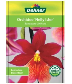 Burrageara-Orchidee - Burrageara Cultivars 'Nelly Isler' -Pflanzen Promotion Geschäft 8251266 OrchideeNellyIslerEtikett2