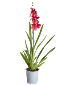 Burrageara-Orchidee - Burrageara Cultivars 'Nelly Isler'