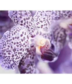 Vanda-Orchidee - Vanda Cultivars -Pflanzen Promotion Geschäft 8251589 PR DE 001 VandaGrossbluetigImKorbDehnerExpressZS