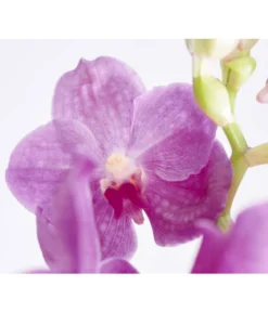 Vanda-Orchidee - Vanda Cultivars -Pflanzen Promotion Geschäft 8251589 PR DE 002 VandaGrossbluetigImKorbDehnerExpressZS