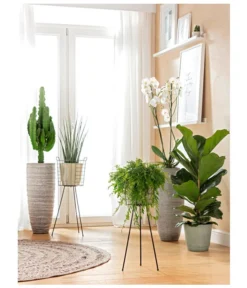 Schmetterlingsorchidee - Phalaenopsis Cultivars, Großblütig 7 Schmetterlingsorchidee - Phalaenopsis Cultivars, Großblütig -Pflanzen Promotion Geschäft 8253023 BodentiefeFensterHungerSimmeth