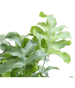 Goldtüpfelfarn - Phlebodium Aureum 'Blue Star' -Pflanzen Promotion Geschäft 8253551 WE DE 001 GoldtueperlfarnPhlebodiumAureumAirT12