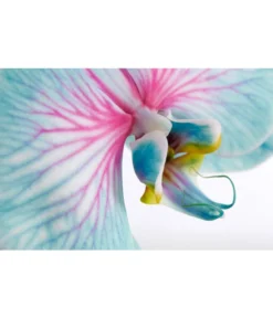 Schmetterlingsorchidee - Phalaenopsis Cultivars 'Blue Wonder', Kaskade -Pflanzen Promotion Geschäft 8254815 PR DE 001 SchmetterlingsOrchideePhalaenopsisBlueWonderCascadeDehnerExpressZS