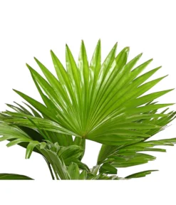 Rundblättrige Schirmpalme - Livistona Rotundifolia -Pflanzen Promotion Geschäft 8255853 WE DE 001 LivistonaRotunddifoliaT12DehnerExpressHerzig