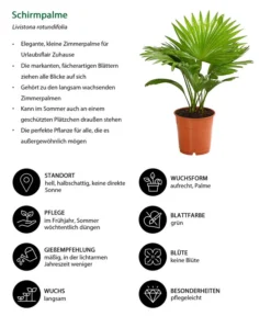 Rundblättrige Schirmpalme - Livistona Rotundifolia -Pflanzen Promotion Geschäft 8255853 WE IG 001 LivistonaRotunddifoliaT12DehnerExpressHerzig