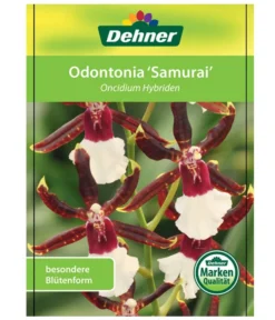 Odontonia-Orchidee - Odontonia Hybriden 'Samurai' -Pflanzen Promotion Geschäft 8256158 OdontoniaSamuraiEtikett1