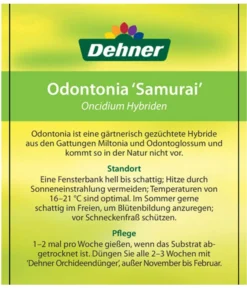 Odontonia-Orchidee - Odontonia Hybriden 'Samurai' -Pflanzen Promotion Geschäft 8256158 OdontoniaSamuraiEtikett2