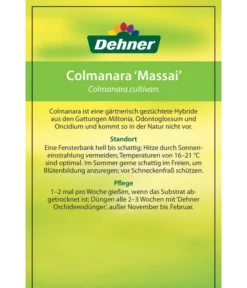 Tigerorchidee - Colmanara Cultivars 'Massai' 13 Tigerorchidee - Colmanara Cultivars 'Massai' -Pflanzen Promotion Geschäft 8256174 8256182 ColmanaraCultivars 19122016 2