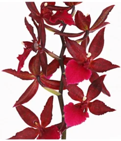 Tigerorchidee - Colmanara Cultivars 'Massai' 9 Tigerorchidee - Colmanara Cultivars 'Massai' -Pflanzen Promotion Geschäft 8256174 PR DE 002 ColmanaraMassai1TrieberT12DehnerExpressHerzig