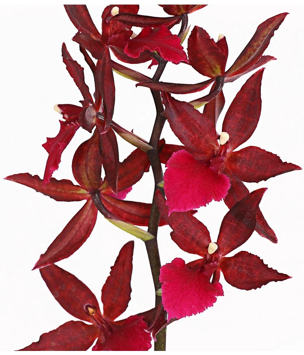 Tigerorchidee - Colmanara Cultivars 'Massai' 3 Tigerorchidee - Colmanara Cultivars 'Massai' – Bild 3