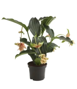 Medinille - Medinilla 'Dolce Vita'