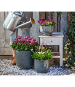 Primel 'Victoriana', Verschiedene Farben 9 Primel 'Victoriana', Verschiedene Farben -Pflanzen Promotion Geschäft 8261331 8809857 WE MO 001 PrimelVictorianaGaensebluemchenErdbeersahne