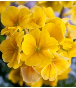 Stängelprimel, Schale -Pflanzen Promotion Geschäft 8261463 PR DE 001 JuwelPrimulaSchaleGelbDehnerWunderlichEva