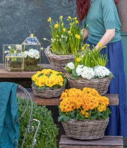 Stängelprimel, Schale -Pflanzen Promotion Geschäft 8261463 WE MO 001 FruehlingsHighlights