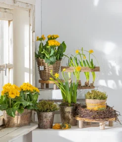 Stängelprimel, Schale -Pflanzen Promotion Geschäft 8261463 WE MO 001 PrimulaStaengelprimel