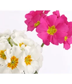 Stängelprimel-Duo, Verschiedene Farben -Pflanzen Promotion Geschäft 8261802 PR DE 002 PrimulaStaengelprimelTwinT12DehnerHerzig