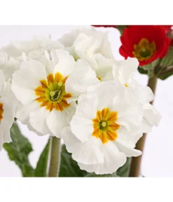 Stängelprimel-Duo, Verschiedene Farben -Pflanzen Promotion Geschäft 8261802 PR DE 004 PrimulaStaengelprimelTwinT12DehnerHerzig