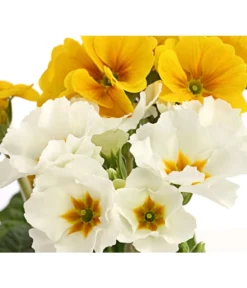 Stängelprimel-Duo, Verschiedene Farben -Pflanzen Promotion Geschäft 8261802 PR DE 005 PrimulaStaengelprimelTwinT12DehnerHerzig