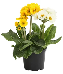 Stängelprimel-Duo, Verschiedene Farben -Pflanzen Promotion Geschäft 8261802 WE FS 001 PrimulaStaengelprimelTwinT12