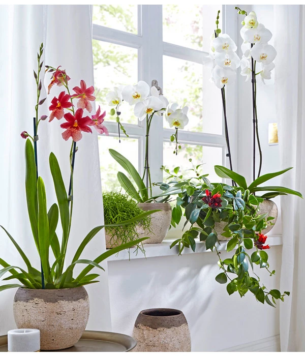 Schmetterlingsorchidee - Phalaenopsis Cultivars, Großblütig 3 Schmetterlingsorchidee - Phalaenopsis Cultivars, Großblütig – Bild 3