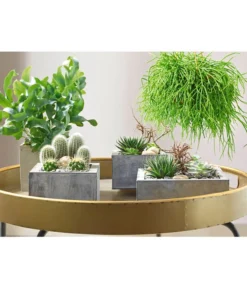 Goldtüpfelfarn - Phlebodium Aureum 'Blue Star' -Pflanzen Promotion Geschäft 8263832 PR MO 002 SukkulentenBild2 8253551 8263832 3266335 2149649