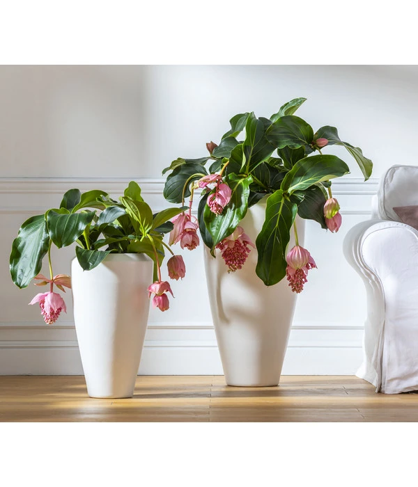 Medinille - Medinilla Magnifica 2 Medinille - Medinilla Magnifica – Bild 2