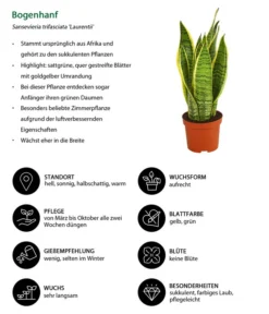 Bogenhanf - Sansevieria Trifasciata Var. Laurentii -Pflanzen Promotion Geschäft 8267973 WE IG 001 BogenhanfSansevieriaTriLaurentiiDehnerExpressHerzig