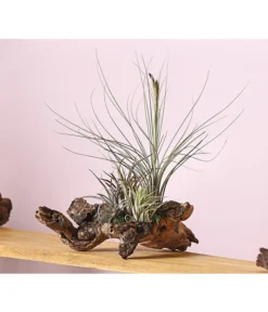 Tillandsien-Arrangement Auf Mopanie-Wurzel - Tillandsia Hybride, 5-teilig -Pflanzen Promotion Geschäft 8270332 WE MO 001 TIllandsienAufMopaniwurzelXXL5PflanzenDehnerExpressHerzig