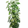 Strahlenaralie - Schefflera Arboricola